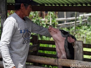Kementan Pastikan Virus Flu Babi G4 Belum Terdeteksi di Indonesia
