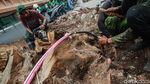 Sulitnya Membongkar Akar Tunggak Pohon di Cikini
