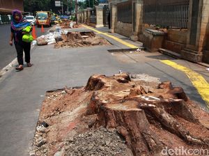 Sayangkan Pemotongan Pohon, PAN: Pemprov Tak Serius Bangun Jakarta