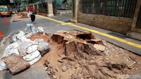 Bekas akar pohon itu akan dibangun trotoar.