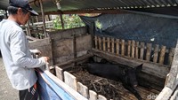 Kepala Desa Ba Sikor Long Midang Yuekab, jadi salah satu warga yang memelihara babi sebagai hewan ternak.