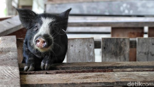 Bisnis ternak babi jadi salah satu usaha andalan warga di perbatasan Indonesia. Harga jualnya yang tinggi membuat warga tertarik untuk mengembangkan usaha ini.