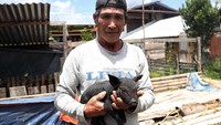Tak heran banyak warga di kawasan tersebut yang memelihara babi sebagai hewan ternak, karena keuntungan yang diperoleh pun cukup menggiurkan.