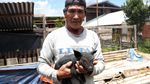 Geliat Usaha Ternak Babi, Bisnis Menggiurkan di Perbatasan RI Geliat Usaha Ternak Babi, Bisnis Menggiurkan di Perbatasan RI