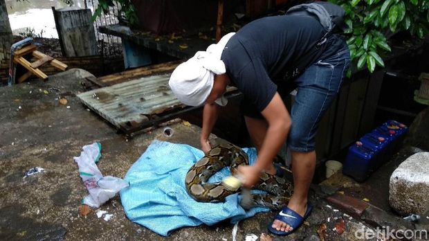 Warga Tangkap Ular Raksasa Saat Sungai Cikapundung Meluap