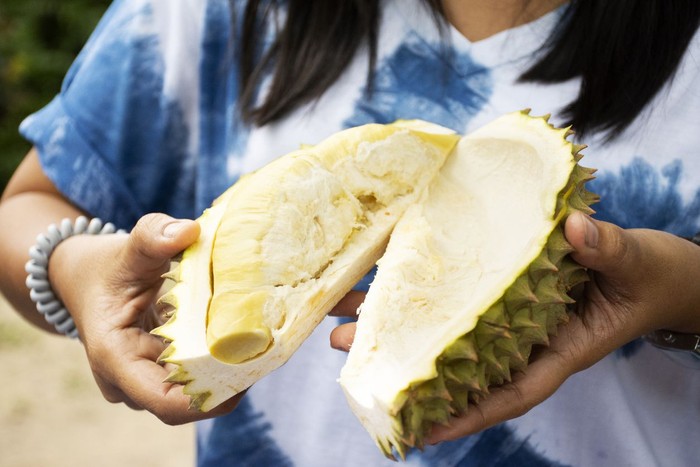 ilustrasi durian