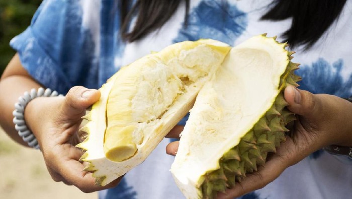 ilustrasi durian