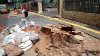 Dinas Kehutanan DKI mengatakan konsep keamanan kurang sesuai dengan Angsana. Angsana memang mudah tumbuh besar, namun gampang keropos. Sehingga, gampang roboh dan bisa menimpa pengguna jalan. Namun, penebangan pohon ini mendapat keluhan dari warga.