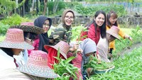 Bersama ibu-ibu PKK, Ivo sedang memanen hasil kebun. Alhamdulillah sudah bisa panen sayur mayur, buah buahan dan beberapa tanaman obat, tulisnya. Foto: Instagram yulistraivo
