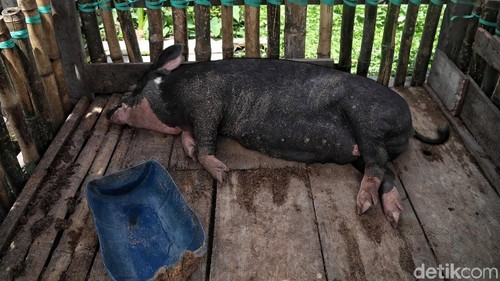 Bisnis ternak babi jadi salah satu usaha andalan warga di perbatasan Indonesia. Harga jualnya yang tinggi membuat warga tertarik untuk mengembangkan usaha ini.