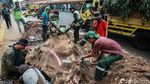 Sulitnya Membongkar Akar Tunggak Pohon di Cikini