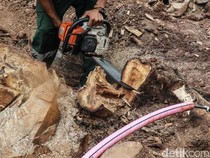5 Fakta Warga Didenda Rp100 Juta gegara Tebang Pohon di Bandung