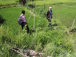 Batu Makara Abad 9 di Klaten Raib, BPCB: Mungkin Dijadikan Talud