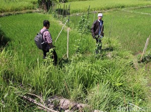Batu Makara Abad 9 di Klaten Raib, BPCB: Mungkin Dijadikan Talud