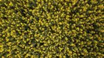 Foto Perkebunan Bunga Terbesar di Dunia yang... Kuning Banget!