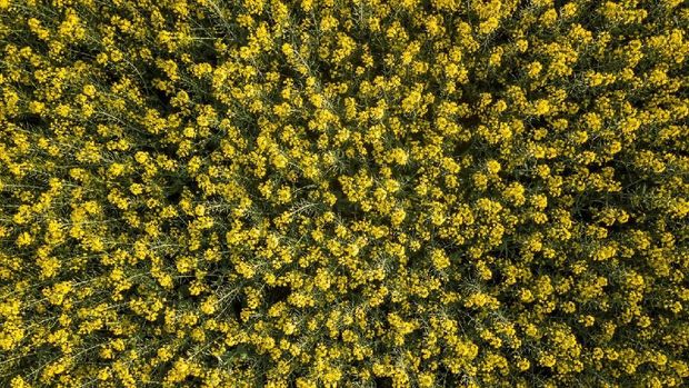 Katanya Ini Lembah Paling Kuning di Dunia
