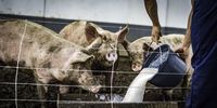 Viral Penjelasan Muslim Korea Soal Alasan Daging Babi Haram