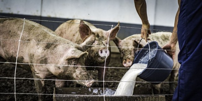 Hii! 5 Kisah Mengerikan Cacing Bersarang di Tubuh karena Makan Daging Babi