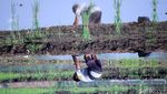 Memasuki Musim Hujan, Petani di Ciparay Mulai Bajak Sawah