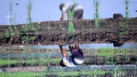 Setelah proses pembajakan selesai, sawah ini akan ditanami dengan padi.