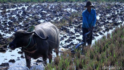 Memasuki Musim Hujan, Petani di Ciparay Mulai Bajak Sawah