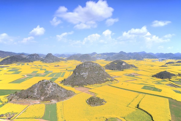 Hal menarik yang akan diceritakan adalah Lembah yang ada si Luoping. Sebagai salah satu perkebunan bunga canola, Luoping memberikan pemandangan yang berbeda untuk wisatawan. (iStock) Hal menarik yang akan diceritakan adalah Lembah yang ada si Luoping. Sebagai salah satu perkebunan bunga canola, Luoping memberikan pemandangan yang berbeda untuk wisatawan. (iStock)