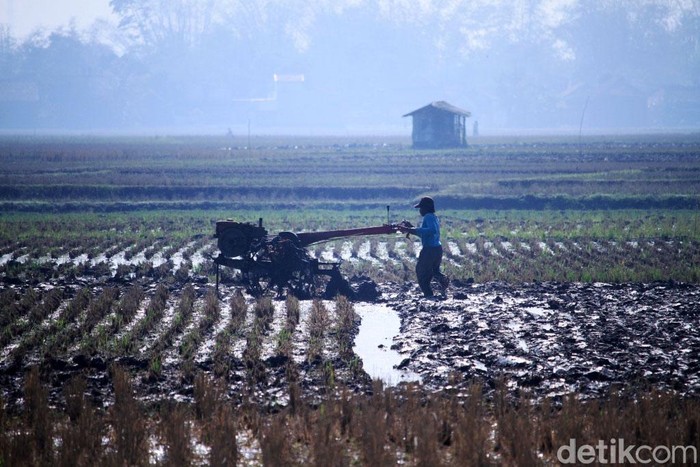 Mengapa petani memilih waktu tanam padi pada musim hujan