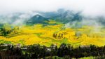 Foto Perkebunan Bunga Terbesar di Dunia yang... Kuning Banget!