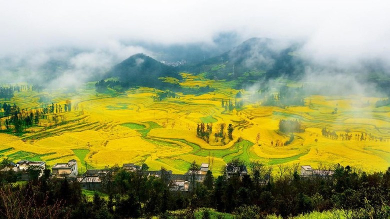 Taman bunga canola di Luoping (iStock) Taman bunga canola di Luoping (iStock)