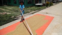 Proses pengolahan beras ini tanpa menggunakan bahan kimia dan sangat telaten, sehingga tak heran kualitas beras organiknya pun baik hingga menjadi kesukaan Sultan Brunei Darussalam.