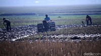 Sebuah traktor hilir mudik untuk menyelesaikan pembajakan sawah.