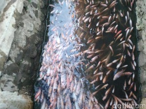 Wisata Murmer, Selokan di Desa Palir Cirebon Disulap Jadi Kolam Ikan