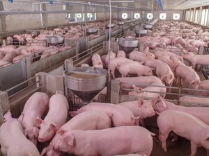 China Akan Pangkas Tarif Impor Daging Babi Beku
