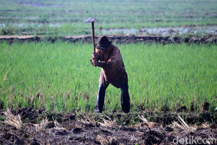 Memasuki musim hujan, sejumlah petani di Kecamatan Ciparay, Kabupaten Bandung, Jawa Barat mulai menggarap sawahnya. Mereka membajak sawah untuk ditanami padi.