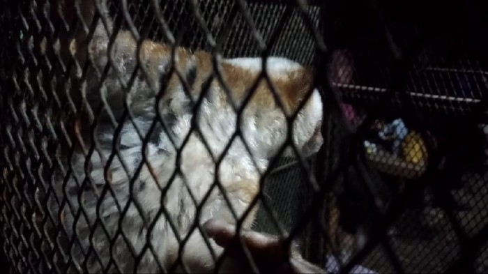 Bksda Lepas Tiga Kukang Jawa Ke Cagar Alam Kamojang Garut
