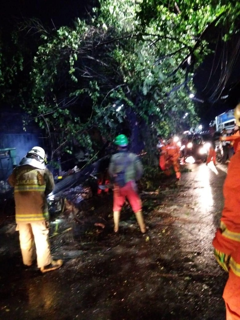 Pohon Setinggi 10 Meter Tumbang dan Timpa Rumah di Ciracas Jaktim Pohon Setinggi 10 Meter Tumbang dan Timpa Rumah di Ciracas Jaktim