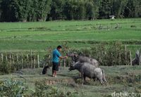 Desa Tersembunyi, Namun Cantik di Pedalaman Kalimantan