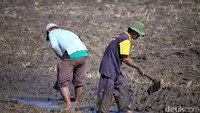 Ada juga yang menggunakan cangkul agar biaya produksi lebih murah.