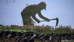 Memasuki Musim Hujan, Petani di Ciparay Mulai Bajak Sawah