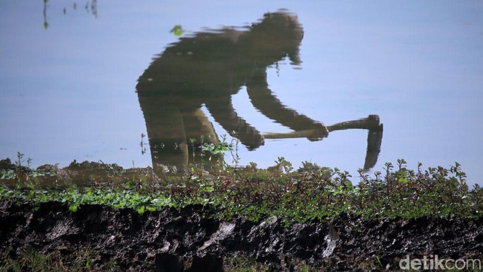 Memasuki musim hujan, sejumlah petani di Kecamatan Ciparay, Kabupaten Bandung, Jawa Barat mulai menggarap sawahnya. Mereka membajak sawah untuk ditanami padi.