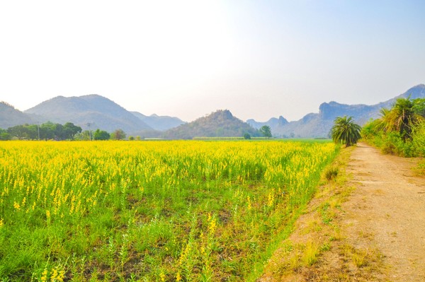 Bunga-bunga ini akan mekar dari Februari hingga Maret. Pemerintah daerah juga menyiapkan Festival Pariwisata Bunga Canola setiap tahunnya. Sehingga wisatawan bisa puan menikmati keindahan bungan canola dari Luoping. (iStock) Bunga-bunga ini akan mekar dari Februari hingga Maret. Pemerintah daerah juga menyiapkan Festival Pariwisata Bunga Canola setiap tahunnya. Sehingga wisatawan bisa puan menikmati keindahan bungan canola dari Luoping. (iStock)