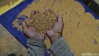 Selain itu, hal menarik lainnya adalah musim panen padi di Krayan hanya bisa satu kali dalam setahun, dan proses menanam hingga panen memakan waktu hingga 6 bulan.