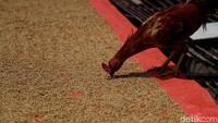 Tak hanya dari cara menanamnya saja, proses panen dan penggilingan beras ini pun ada tata caranya. Salah langkah, panen bisa berantakan. Setelah dijemur, padi tak langsung diantar ke penggilingan. Padi harus didiamkan sehari dan baru diantar ke penggilingan.