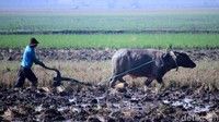 Sebagian petani memilih menggunakan kerbau untuk membajak sawahnya. Mereka mempercayai membajak sawah menggunakan kerbau lebih matang dan lebih subur. Juga mempengaruhi pada hasil panen mendatang.