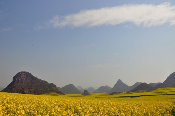 Saat musim semi tiba, area lembah yang dijadikan perkebunan bunga ini akan tampak mecolok. Lautan bunga canola bermekaran, memberikan warna kuning di seluruh lembah. (iStock) Saat musim semi tiba, area lembah yang dijadikan perkebunan bunga ini akan tampak mecolok. Lautan bunga canola bermekaran, memberikan warna kuning di seluruh lembah. (iStock)