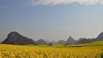 Foto Perkebunan Bunga Terbesar di Dunia yang... Kuning Banget!