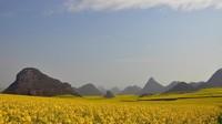 Saat musim semi tiba, area lembah yang dijadikan perkebunan bunga ini akan tampak mecolok. Lautan bunga canola bermekaran, memberikan warna kuning di seluruh lembah. (iStock)