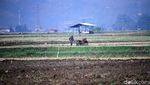 Memasuki Musim Hujan, Petani di Ciparay Mulai Bajak Sawah