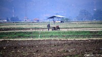 Traktor digunakan agar proses penggemburan tanah lebih cepat sehingga bisa segera ditanami.