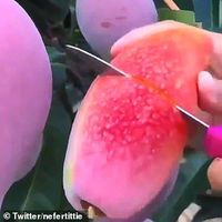 Begini Trik Baru Potong Mangga yang Mudah dan Praktis